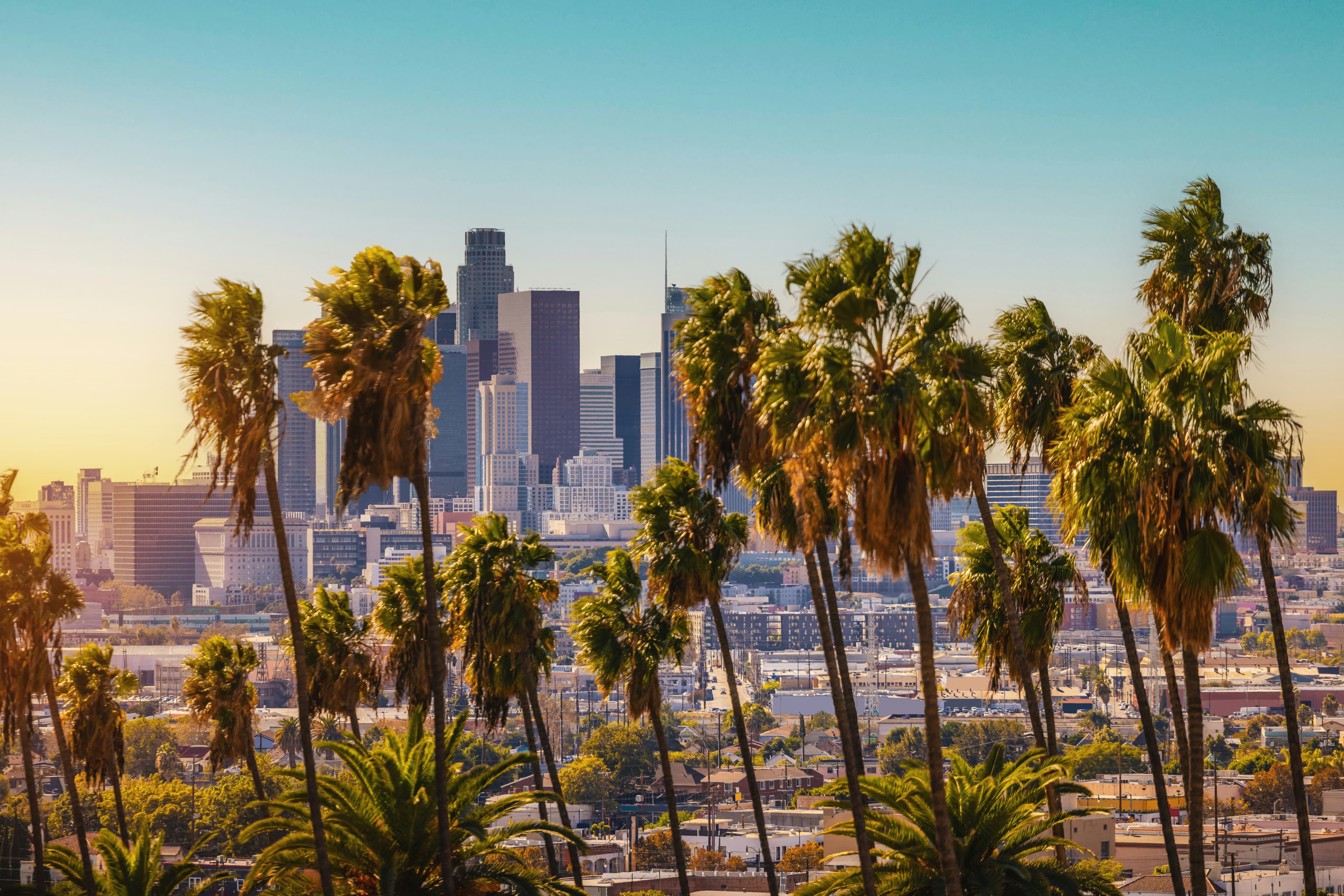 LA skyline with palm trees and the city in the background